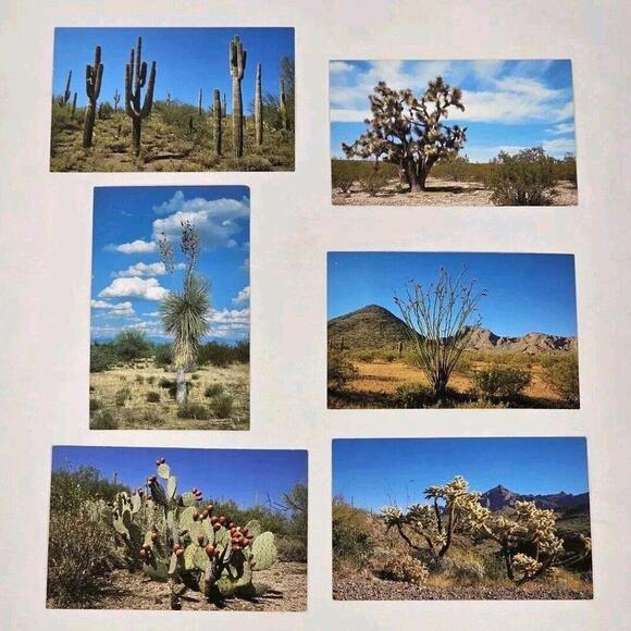 Other - Vintage J Trombetta Photo Post Card Lot Flora Of Southern California And Arizona